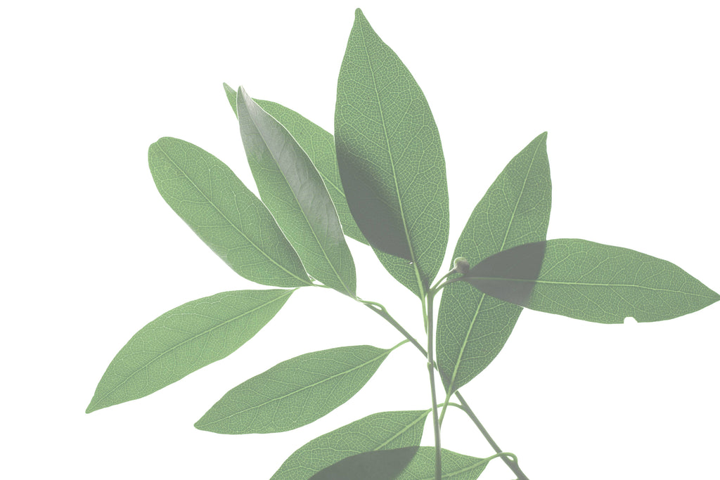 BREATHE Congestion Helping Aromatherapy Inhaler Patch