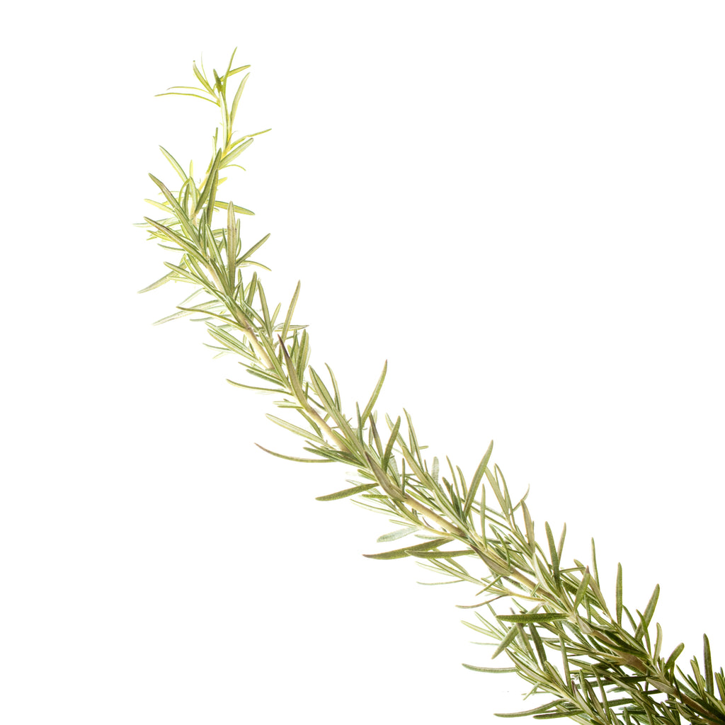 ENERGY Brain Boosting Aromatherapy Inhaler Patch