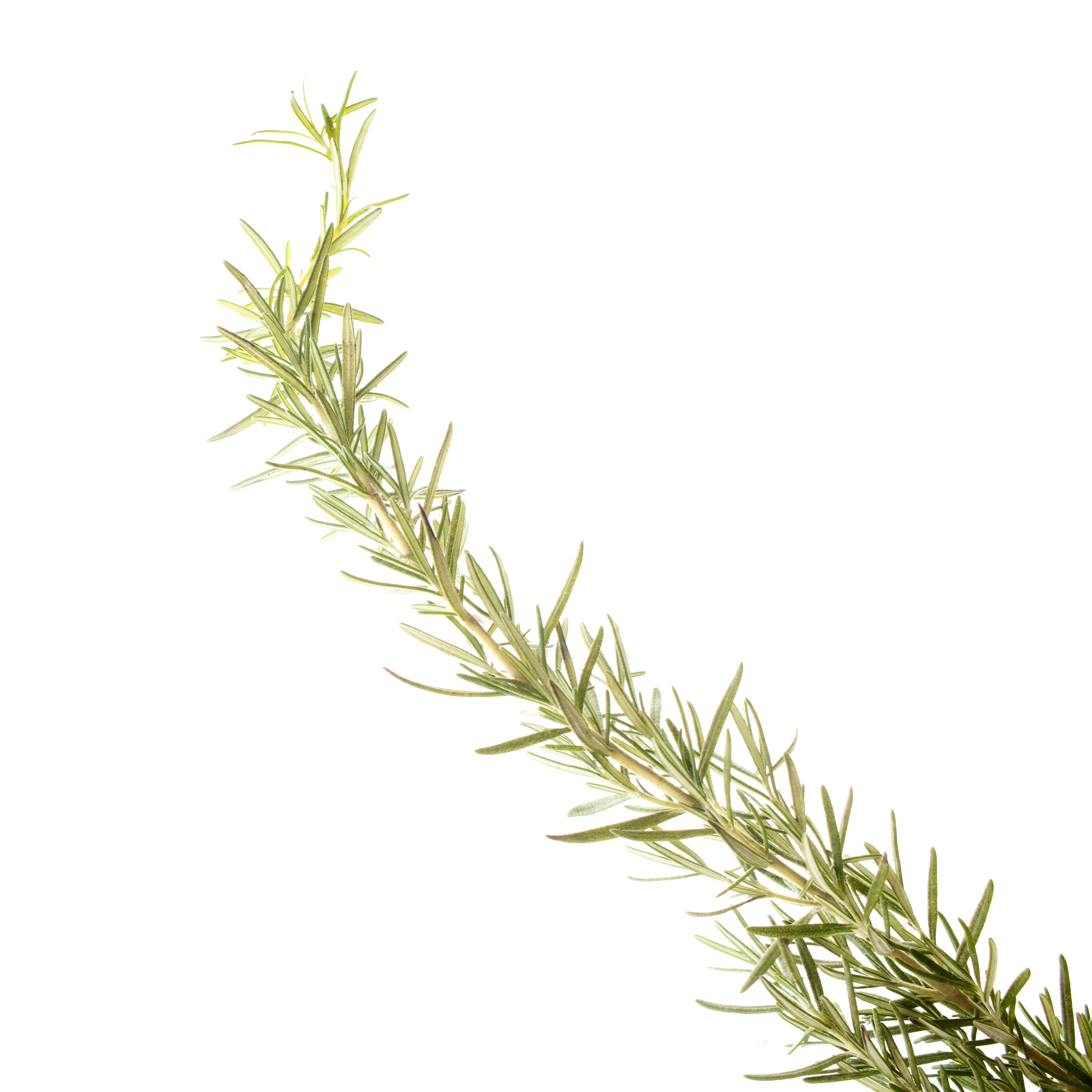 ENERGY Brain Boosting Aromatherapy Inhaler Patch