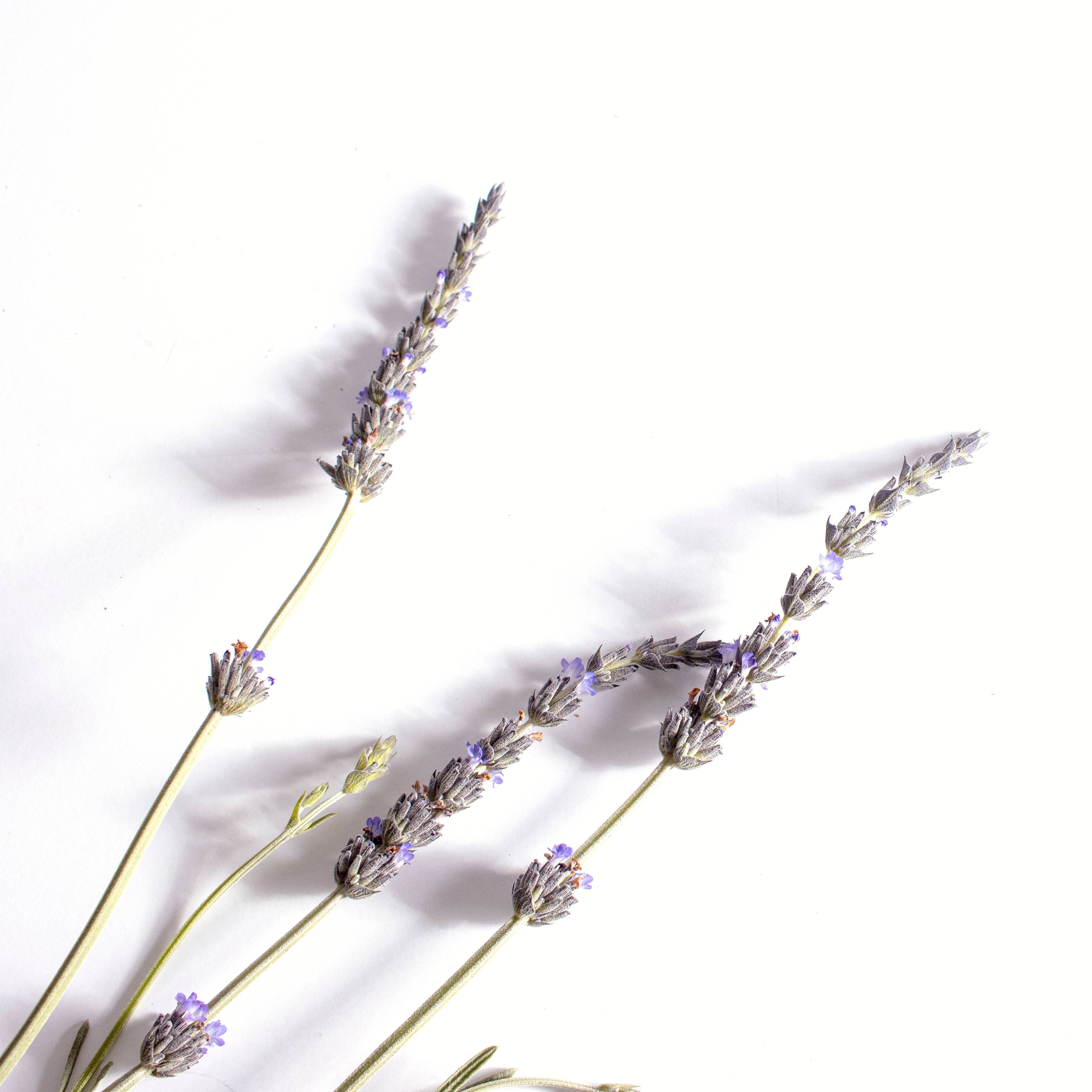 SLEEP Slumber Aromatherapy Inhalation Patch