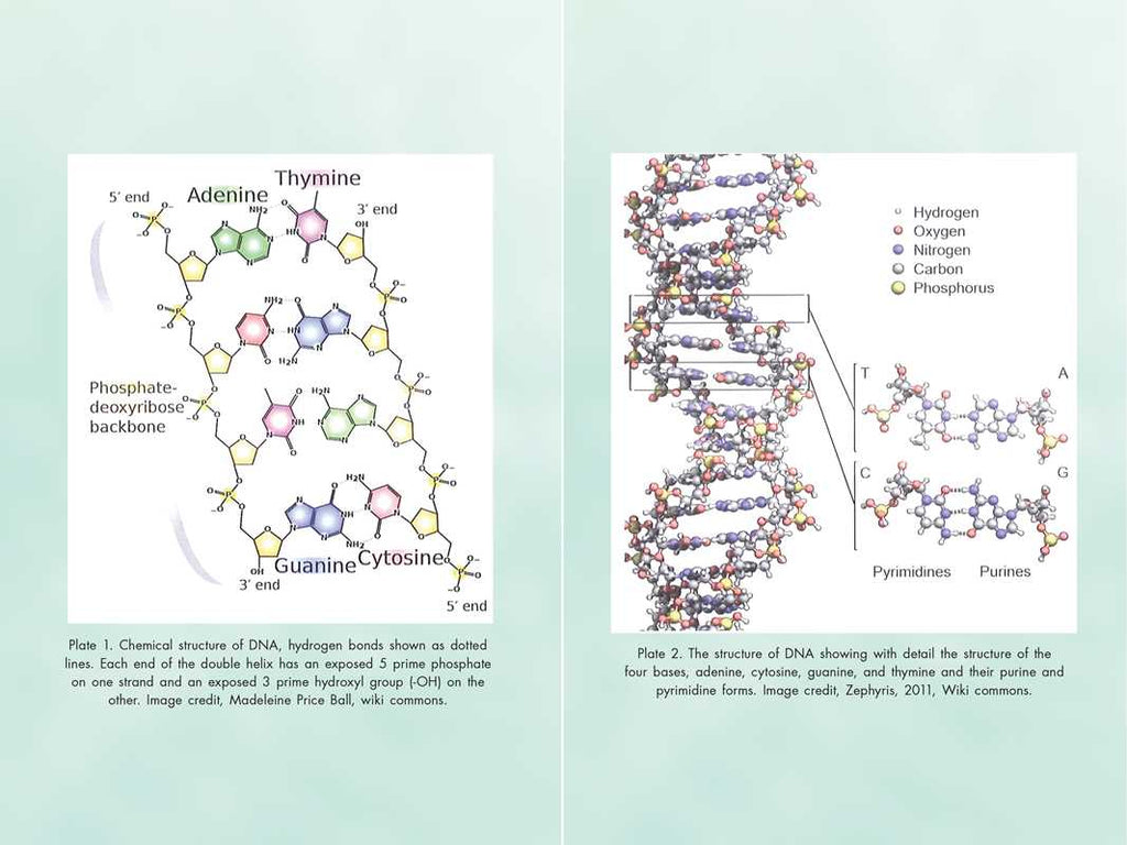 Activating Our 12-Stranded DNA by Ruslana Remennikova
