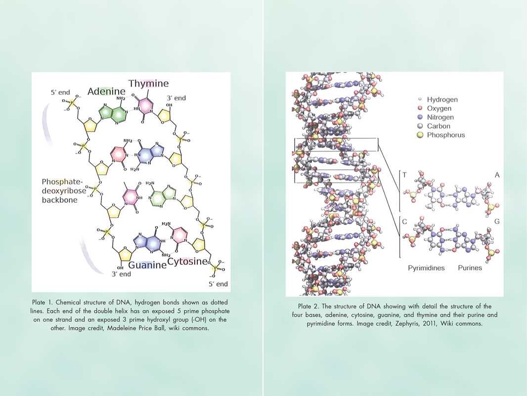 Activating Our 12-Stranded DNA by Ruslana Remennikova