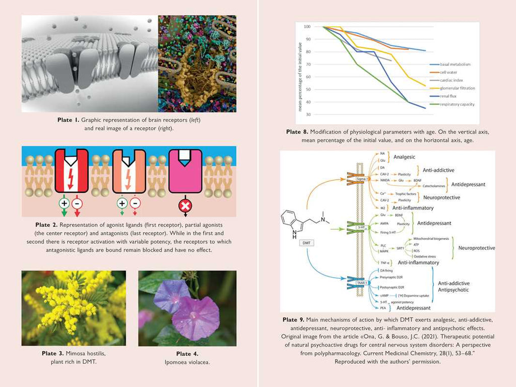 Neuroscience of Psychedelics by Genís Ona